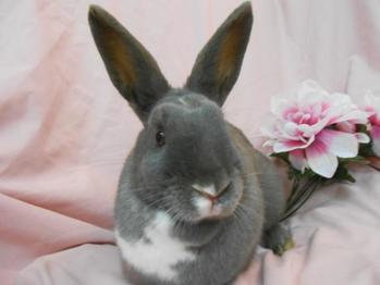 holland lop bunnies for adoption near me