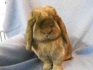 MIDWEST RABBIT RESCUE \u0026 RE-HOME - A 